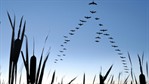 The World 's Best Waterfowl Hunting 20111115102442